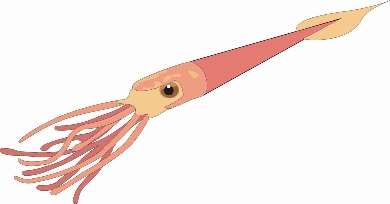 squid.jpg (6780 bytes)